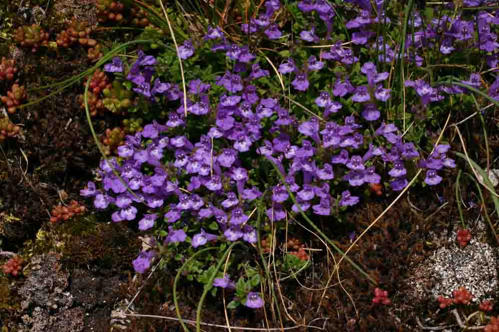 Ziziphora granatensis (=Acinos alpinus) / Acino alpino